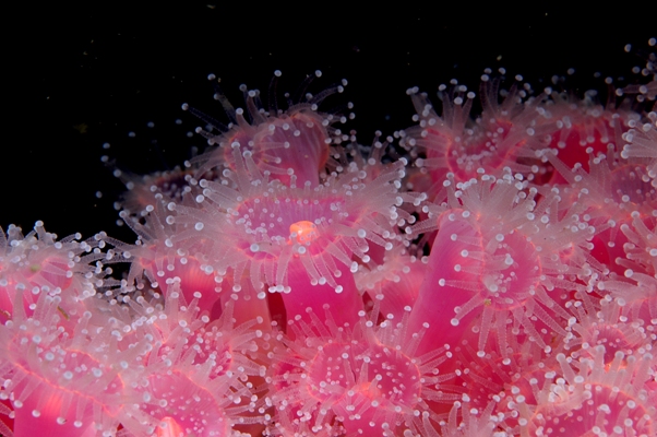 Jewel anemones c. Dr Keith Hiscock